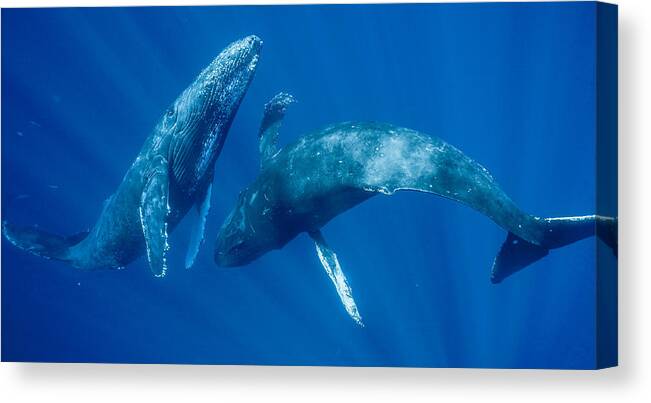 00513190 Canvas Print featuring the photograph Dancing Humpback Whales by Flip Nicklin