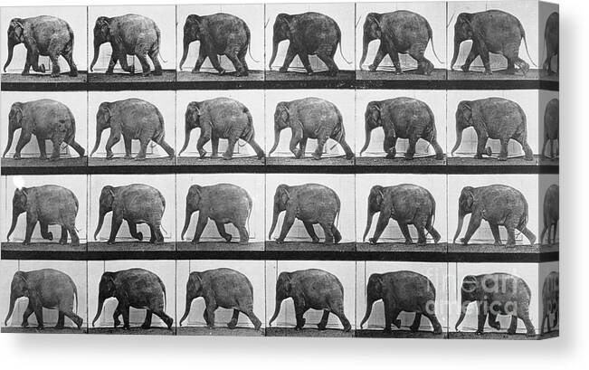 Muybridge Canvas Print featuring the photograph Elephant Walking by Eadweard Muybridge