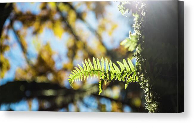 Fern Canvas Print featuring the photograph Fall Ferns 3 by Pelo Blanco Photo