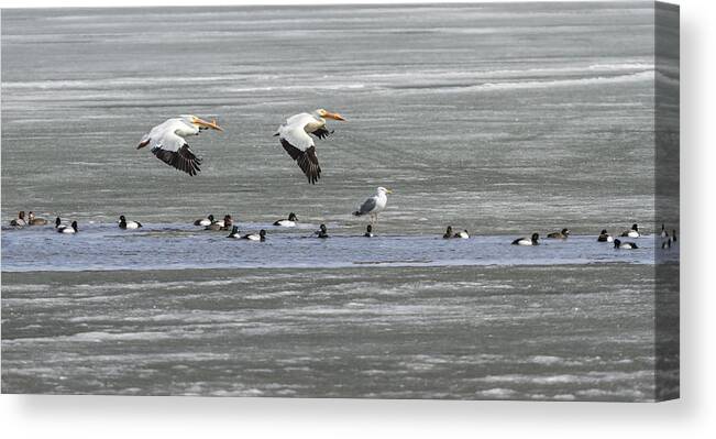 Flying White Pelicans Canvas Print featuring the photograph First Arrivals 2014-1 by Thomas Young