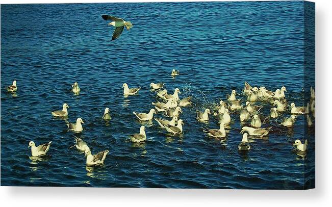 Birds Canvas Print featuring the photograph Fishmarket by HweeYen Ong