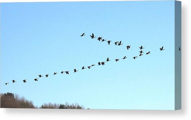 Birds Canvas Print featuring the photograph Follow the Leader by Ed Smith