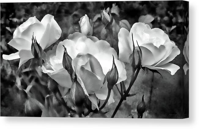 Rose Canvas Print featuring the photograph Garden Roses Black and White by Jennie Marie Schell