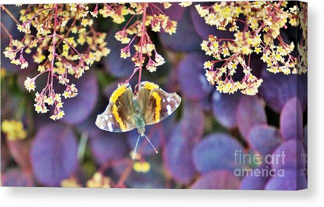 Butterfly Canvas Print featuring the photograph Hanging out Wichita by Merle Grenz