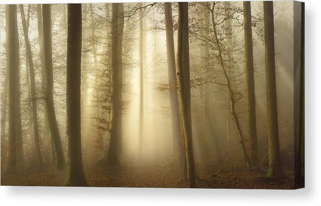 Landscape Canvas Print featuring the photograph Into The Trees by Norbert Maier