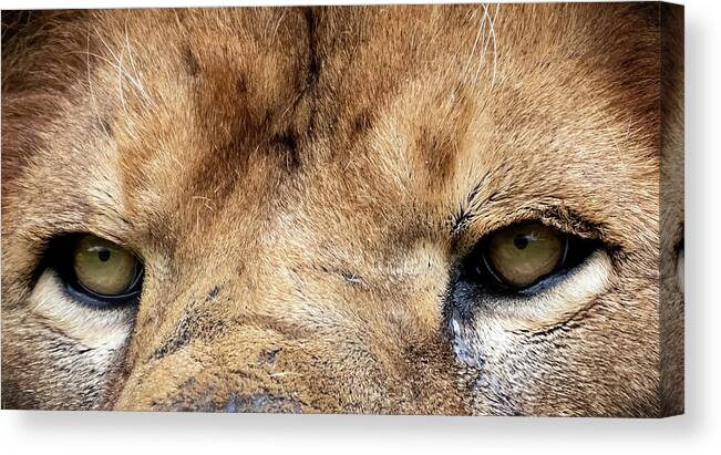 Lion Canvas Print featuring the photograph Killer Eyes by Sam Rino