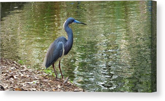 Lesser Blue Heron Canvas Print featuring the photograph Lesser Blue Heron in Mating Plumage by Judy Wanamaker