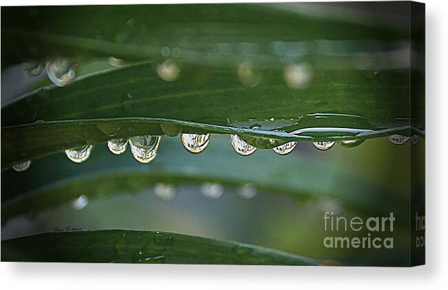 Droplets Canvas Print featuring the photograph Line up by Yumi Johnson