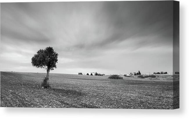 Olive Tree Canvas Print featuring the photograph Lonely Olive tree by Michalakis Ppalis