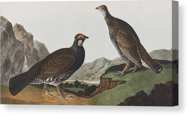 Long Tailed Grouse Canvas Print featuring the painting Long-tailed or Dusky Grous by John James Audubon