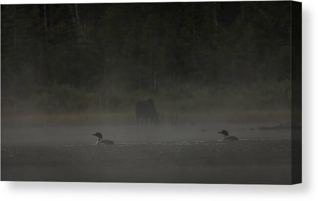 Long Pond Canvas Print featuring the photograph Loon and Moose in the mist by Benjamin Dahl