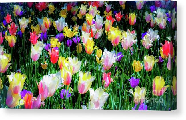Tulips Canvas Print featuring the photograph Mixed Tulips  by D Davila
