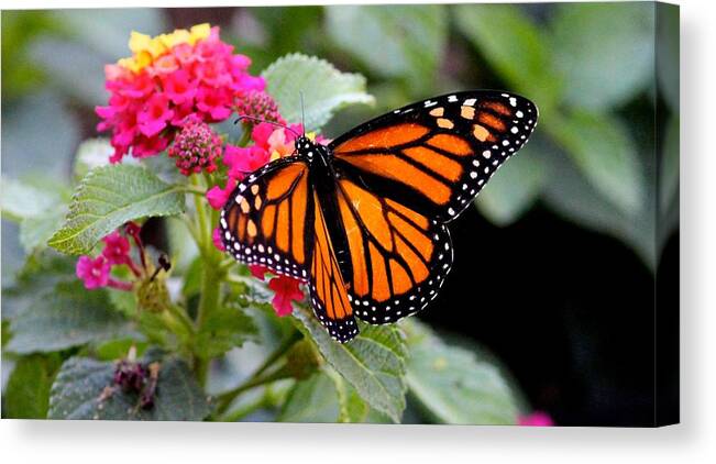 Butterfly Canvas Print featuring the photograph Monarch Butterfly by Liz Vernand