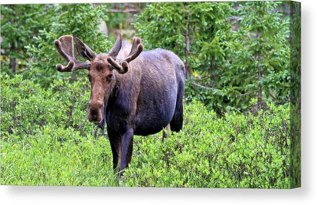 Moose Canvas Print featuring the photograph Moose Trail by Scott Mahon