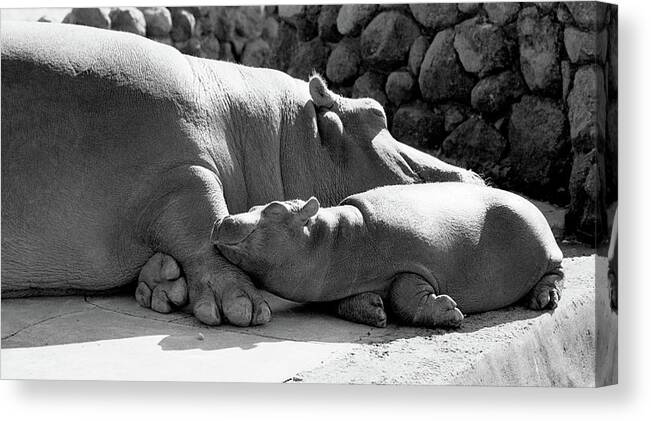 Cuddly Canvas Print featuring the photograph Mother and Baby Hippos by Frank DiMarco
