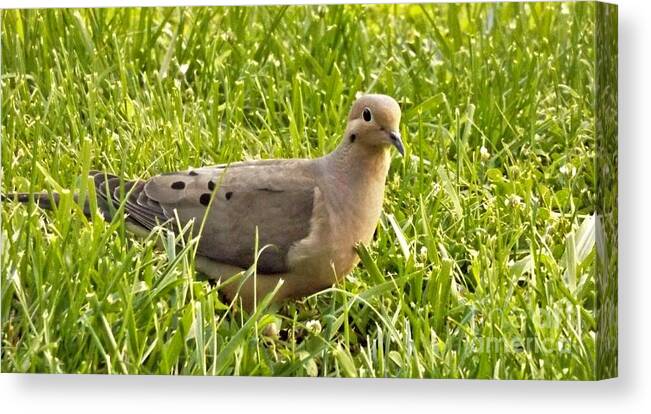 Bird Canvas Print featuring the photograph Mourning Dove    June     Indiana by Rory Cubel
