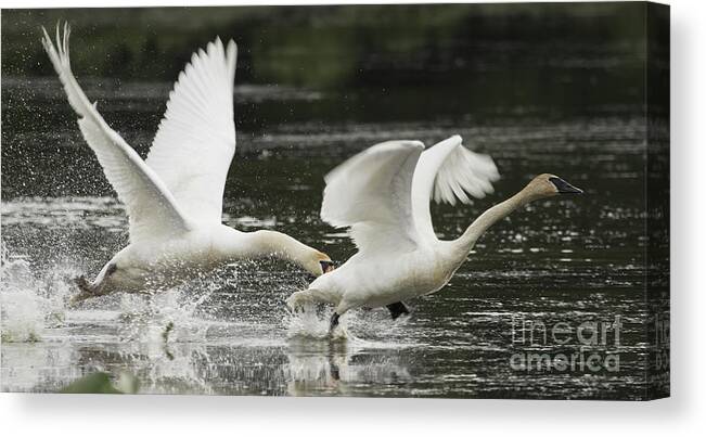 Swan Canvas Print featuring the photograph Mute Swan Intimidation by Jeannette Hunt