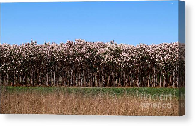 Trees Canvas Print featuring the photograph Paulownia 2 by Elizabeth McPhee