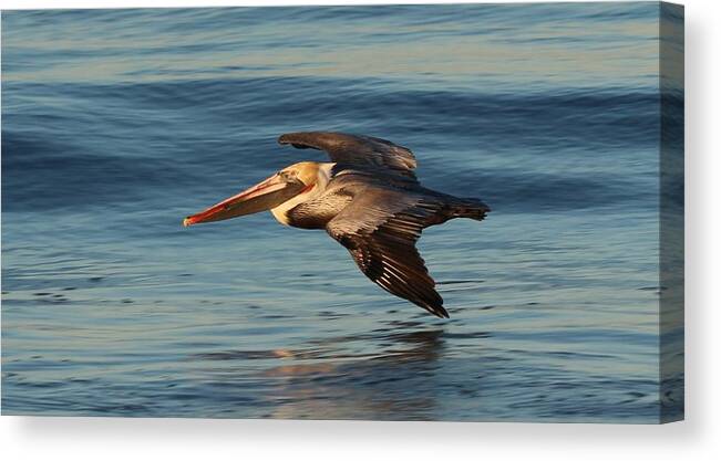 Brown Pelican Canvas Print featuring the photograph Pelican on a Mission by Christy Pooschke