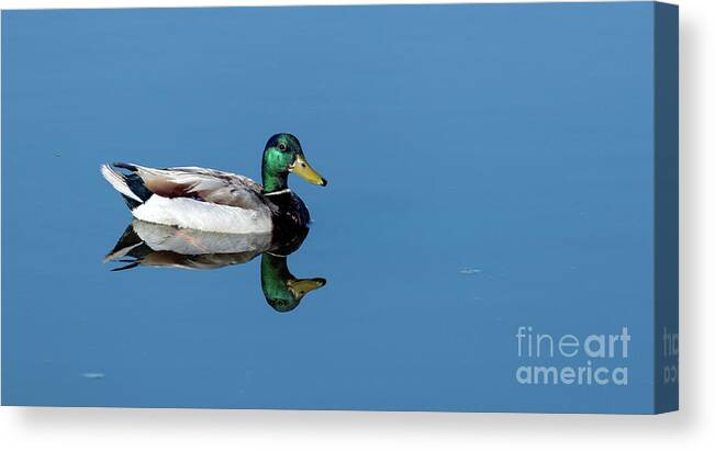Duck Canvas Print featuring the photograph Perfect Reflection by Sam Rino