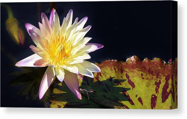 Water Lily Canvas Print featuring the photograph Pond Beauty by Bruce Bley