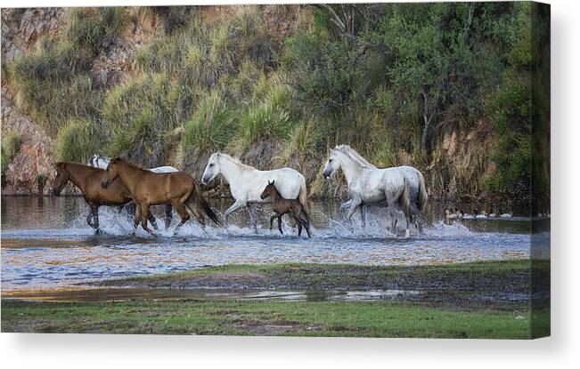 Wild Horses Canvas Print featuring the photograph Running Free on the River by Saija Lehtonen