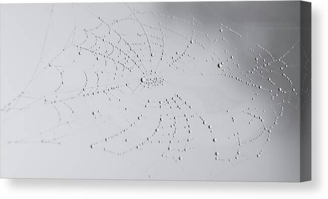 Nature Canvas Print featuring the photograph Spider Web after the storm by Andrea Anderegg