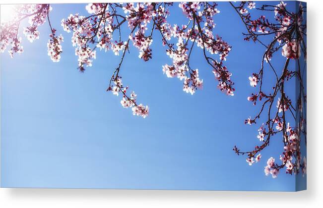 Cherry Blossoms Canvas Print featuring the photograph Spring is here by Kunal Mehra