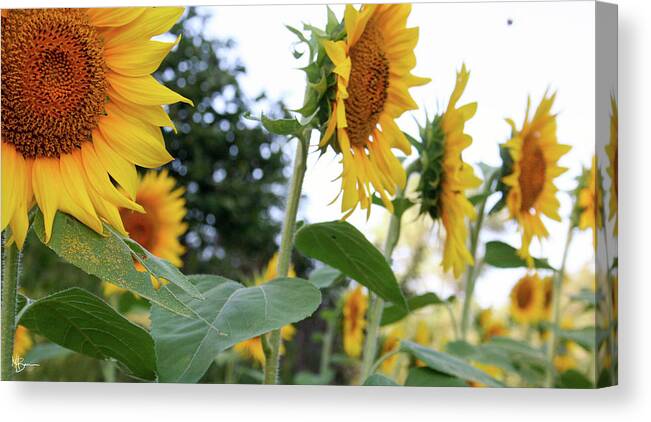  Canvas Print featuring the photograph Standing Tall by Mary Anne Delgado