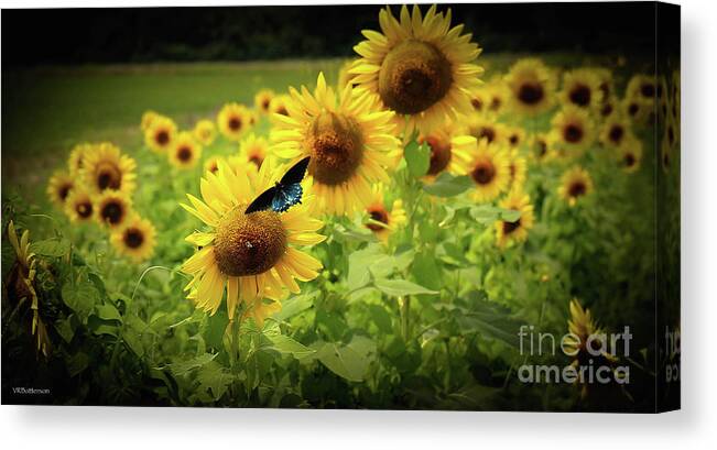 Sunflowers Canvas Print featuring the photograph Sunflowers in Memphis by Veronica Batterson