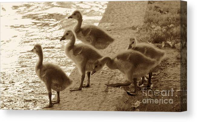 Sepia Canvas Print featuring the photograph Sweet Goslings in Sepia by Beth Myer Photography