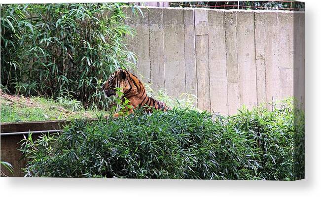 Tigers Canvas Print featuring the photograph Tiger 3 by Karl Rose