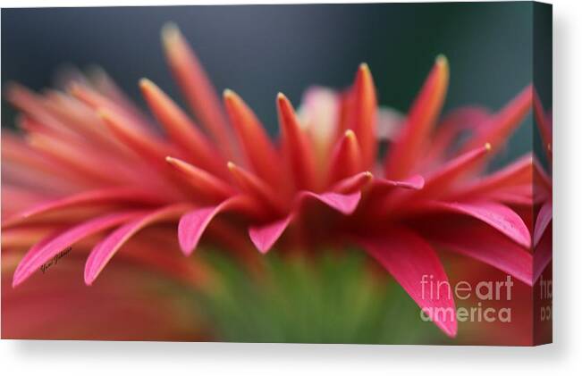 Macro Canvas Print featuring the photograph Tip of the flower petals by Yumi Johnson