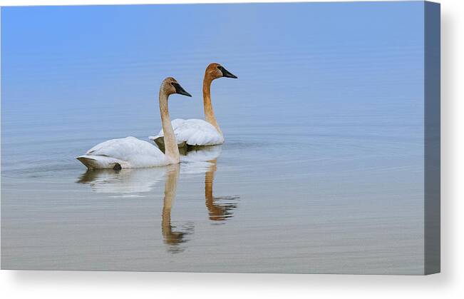 Trumpeter Swans Floating Along At Ottawa National Wildlife Refug Canvas Print featuring the photograph Trumpeter Swans Floating Along by Carolyn Hall