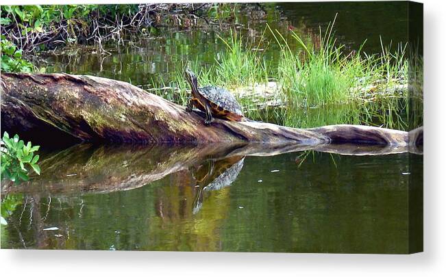 Nature Canvas Print featuring the photograph Turtle Meditation by Kicking Bear Productions