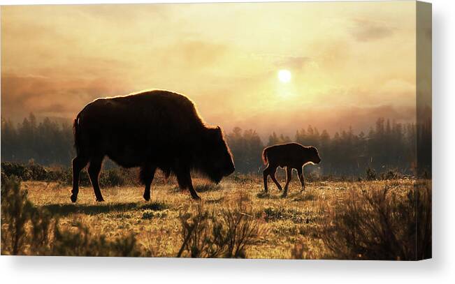 Buffalo Canvas Print featuring the photograph Where the Buffalo Roam by Lori Deiter