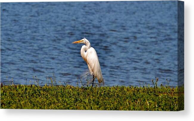 Heron Canvas Print featuring the photograph White Heron by Eileen Brymer