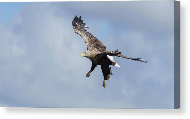 White-tailed Eagle Canvas Print featuring the photograph White-Tailed Eagle Dropping Down by Pete Walkden