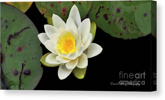 Diane Berry Canvas Print featuring the photograph Wild Lily by Diane E Berry