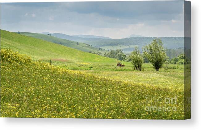 Farm Canvas Print featuring the photograph Wildflower Meadows, Transylvania by Perry Rodriguez