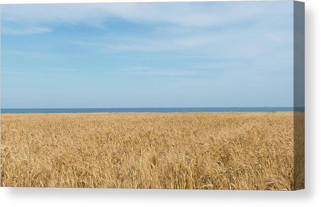 Background Canvas Print featuring the photograph Yellow field, sea and blue sky by Michalakis Ppalis