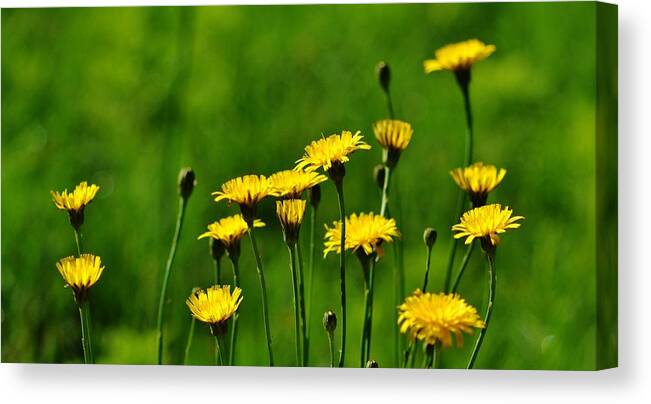 Yellow Canvas Print featuring the photograph Yellow Wildflowers by Eileen Brymer
