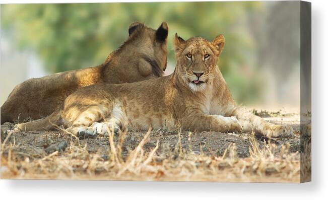 Lioness Canvas Print featuring the photograph Young Lioness by Yuri Peress
