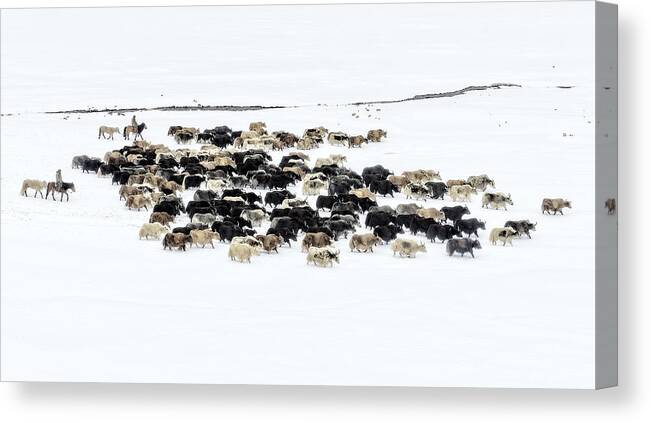 Tianshan Canvas Print featuring the photograph Yaks In Snow #1 by Hua Zhu