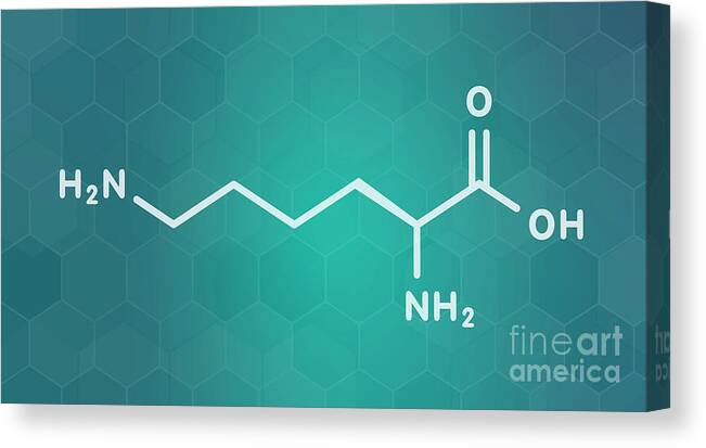 Lysine Canvas Print featuring the photograph Lysine Amino Acid Molecule #2 by Molekuul/science Photo Library