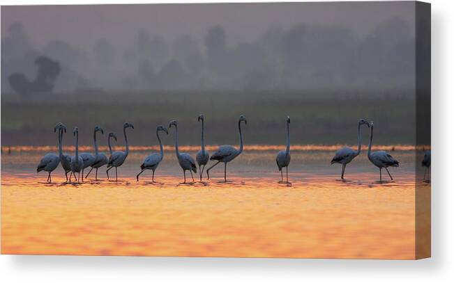 Animal Themes Canvas Print featuring the photograph Greater Flamingo #3 by Zahoor Salmi