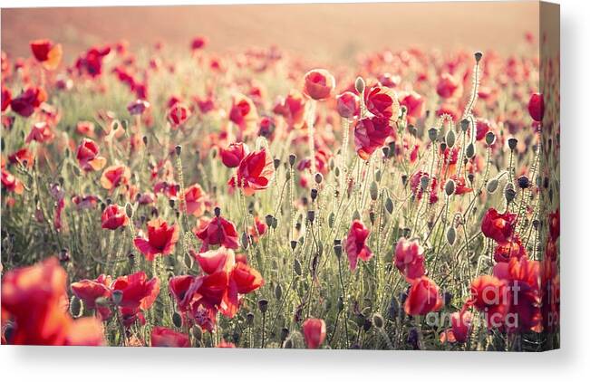 Beauty Canvas Print featuring the photograph Beautiful Landscape Image Of Summer by Matt Gibson