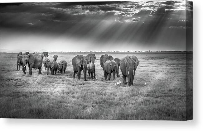 Elephants Canvas Print featuring the photograph Breakfast With Pachyderms by Jeffrey C. Sink