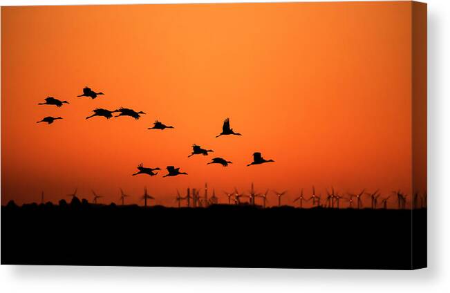 Cranes Canvas Print featuring the photograph Cranes And Wind Farm by H Jiang