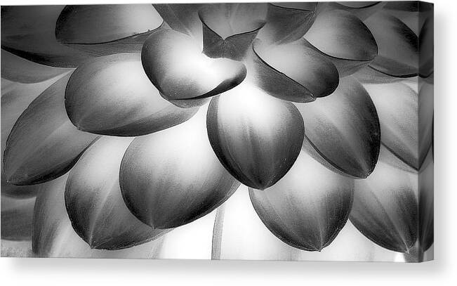 Flower Canvas Print featuring the photograph Dahlia Close Up by Anna Cseresnjes